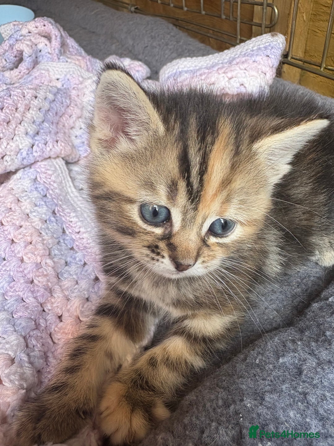 Domestic Shorthair cats for sale: Beautiful/chunky domestic short hair kittens  - Image 4