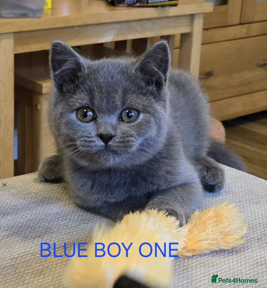 British Shorthair cats for sale: Gorgeous British short haired kittens READY NOW - Image 16