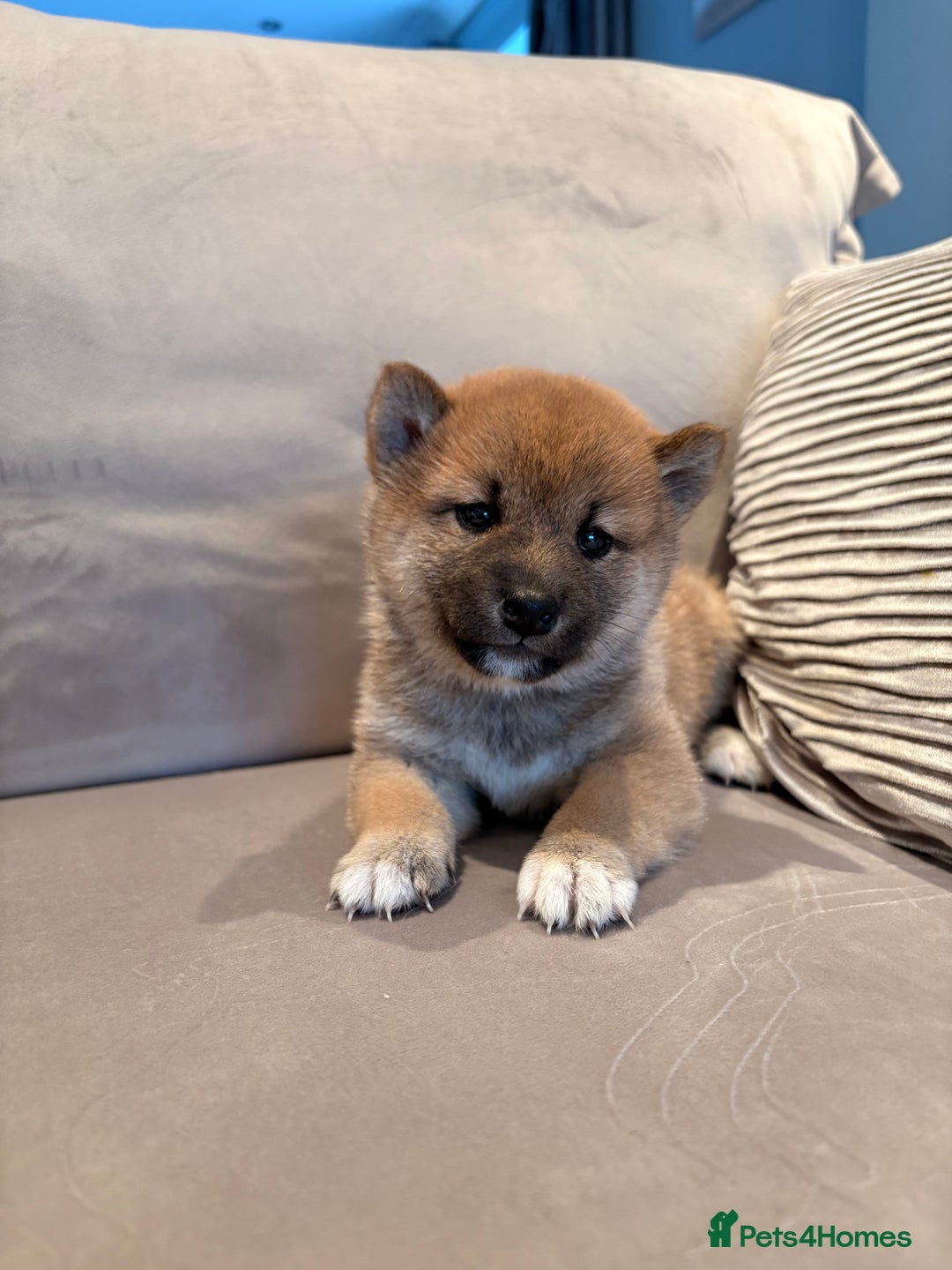 Japanese Shiba Inu dogs for sale: Health Tested Japanese Shiba Inu Puppies  - Image 4