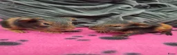 Guinea Pig rodents for sale: Gorgeous boars- All rehomed now - Advert 2