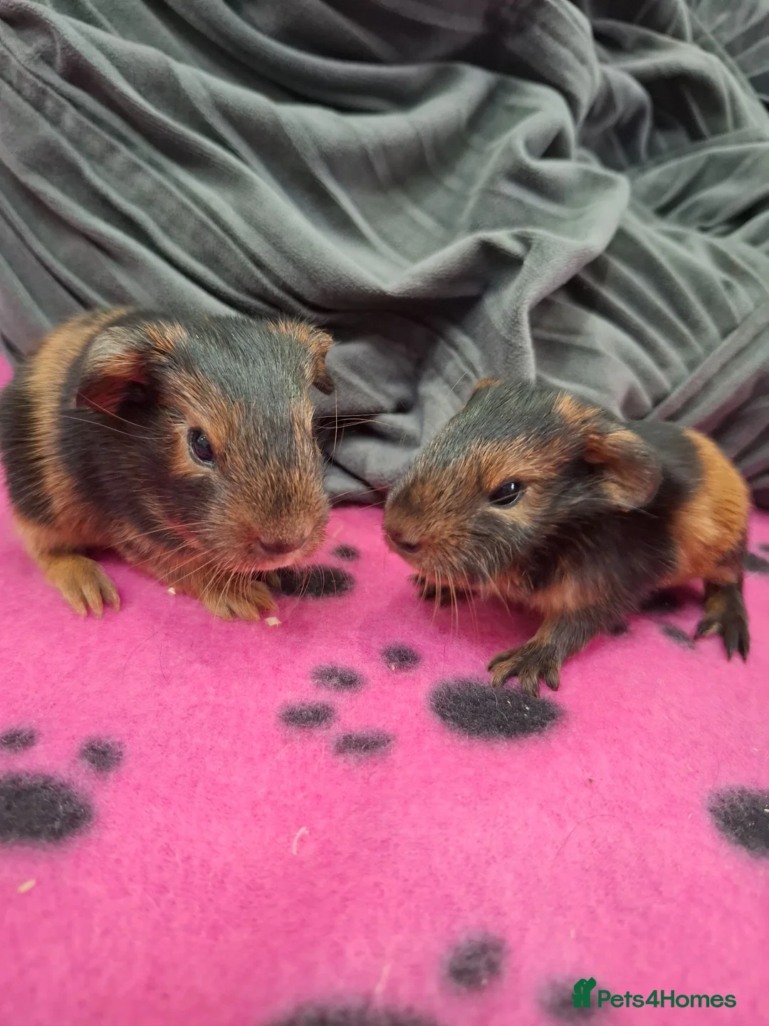 Guinea Pig rodents for sale: Gorgeous boars- All rehomed now - Advert 2