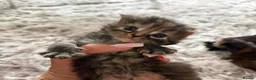 Persian cats for sale: Blue Persian x Red Shorthair Kittens in Epsom - Advert 10