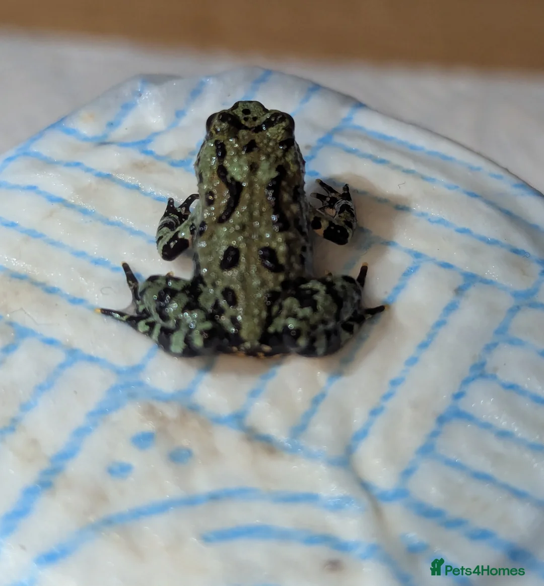 Frog reptiles for sale: Oriental fire-bellied toad (Bombina orientalis - Advert 8