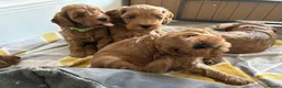 Cockapoo dogs for sale: F1 Cockapoo Puppies - Advert 6