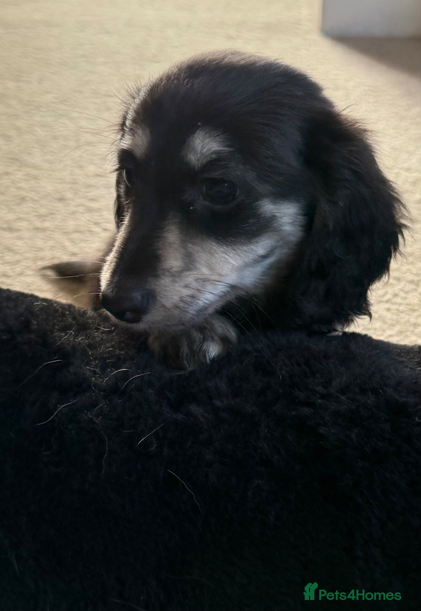 Miniature Dachshund dogs KC registered miniature long haired  - Advert 2