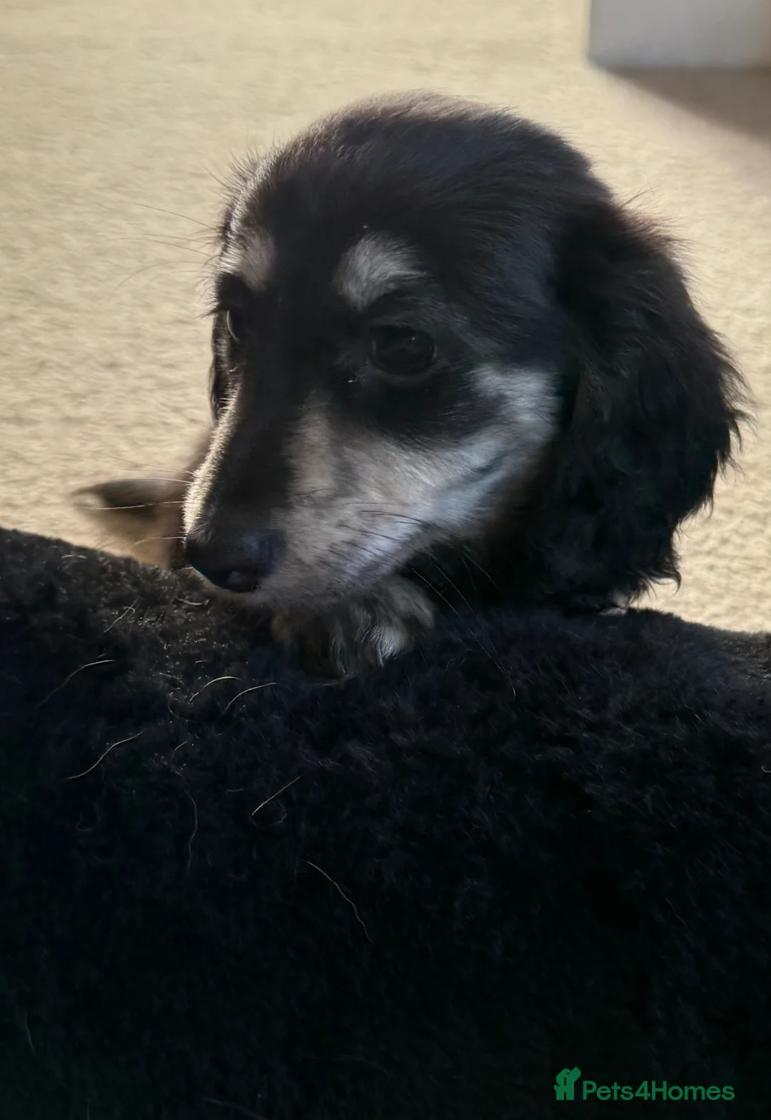 Miniature Dachshund dogs for sale: KC registered miniature long haired  - Advert 2