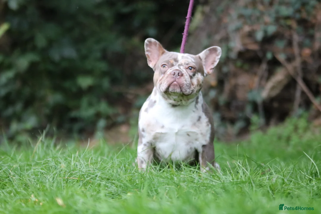 French Bulldog dogs for stud: VEGAS- new shade Isabella & tan Merle  in Southampton - Advert 13