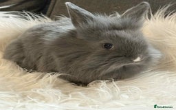 Mixed Breed rabbits for sale: Lionhead/rex babies  - Image 5