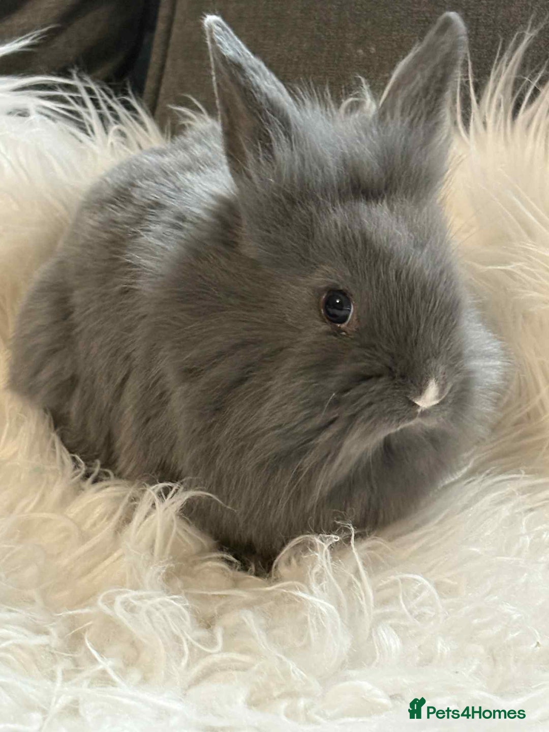 Mixed Breed rabbits for sale: Lionhead/rex babies  - Image 5