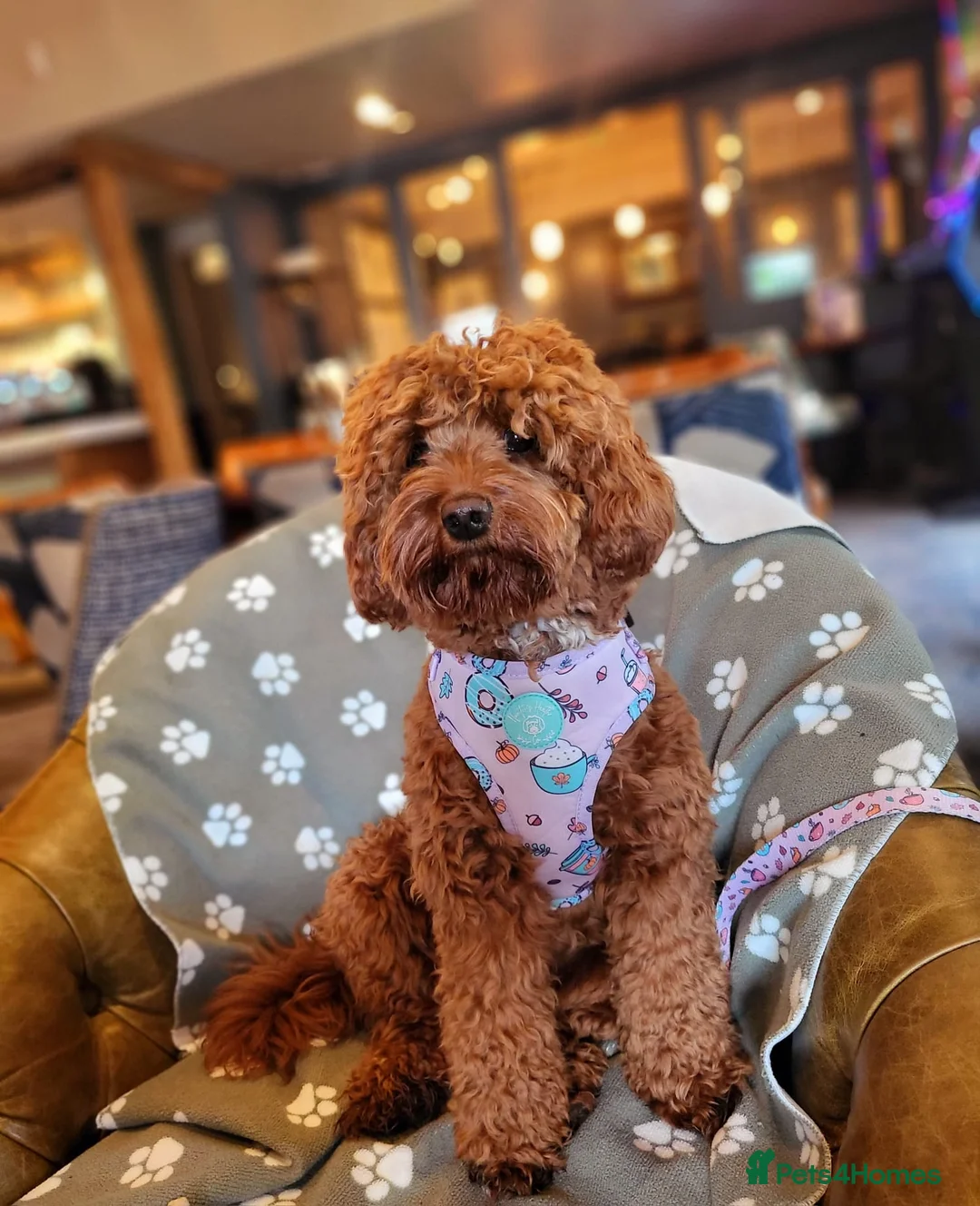 Cavapoo dogs for sale: Cavapoo babies 5 🌟 breeder vet approved - Advert 7