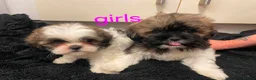Lhasa Apso dogs for sale: Lhasa apso puppies in Abergele - Advert 4
