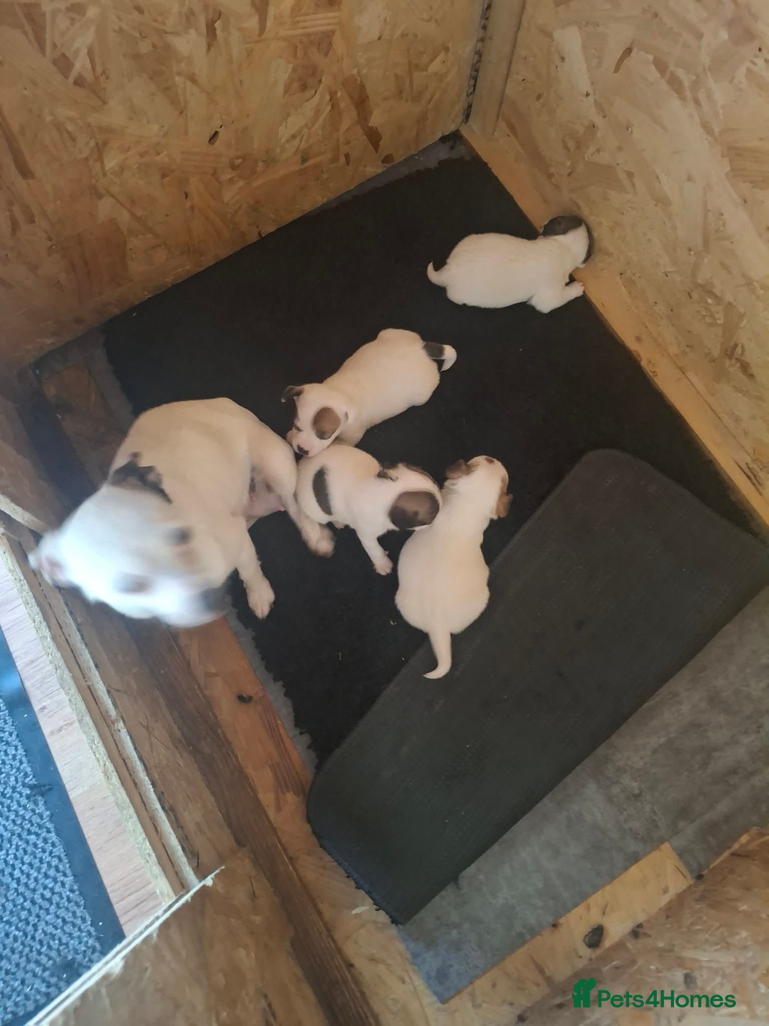 Jack Russell dogs for sale: Jack Russell puppys in Enfield - Advert 2
