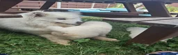 Samoyed dogs for sale: 2 Samoyed Puppies Looking for Their Forever Homes in Craven Arms - Advert 13