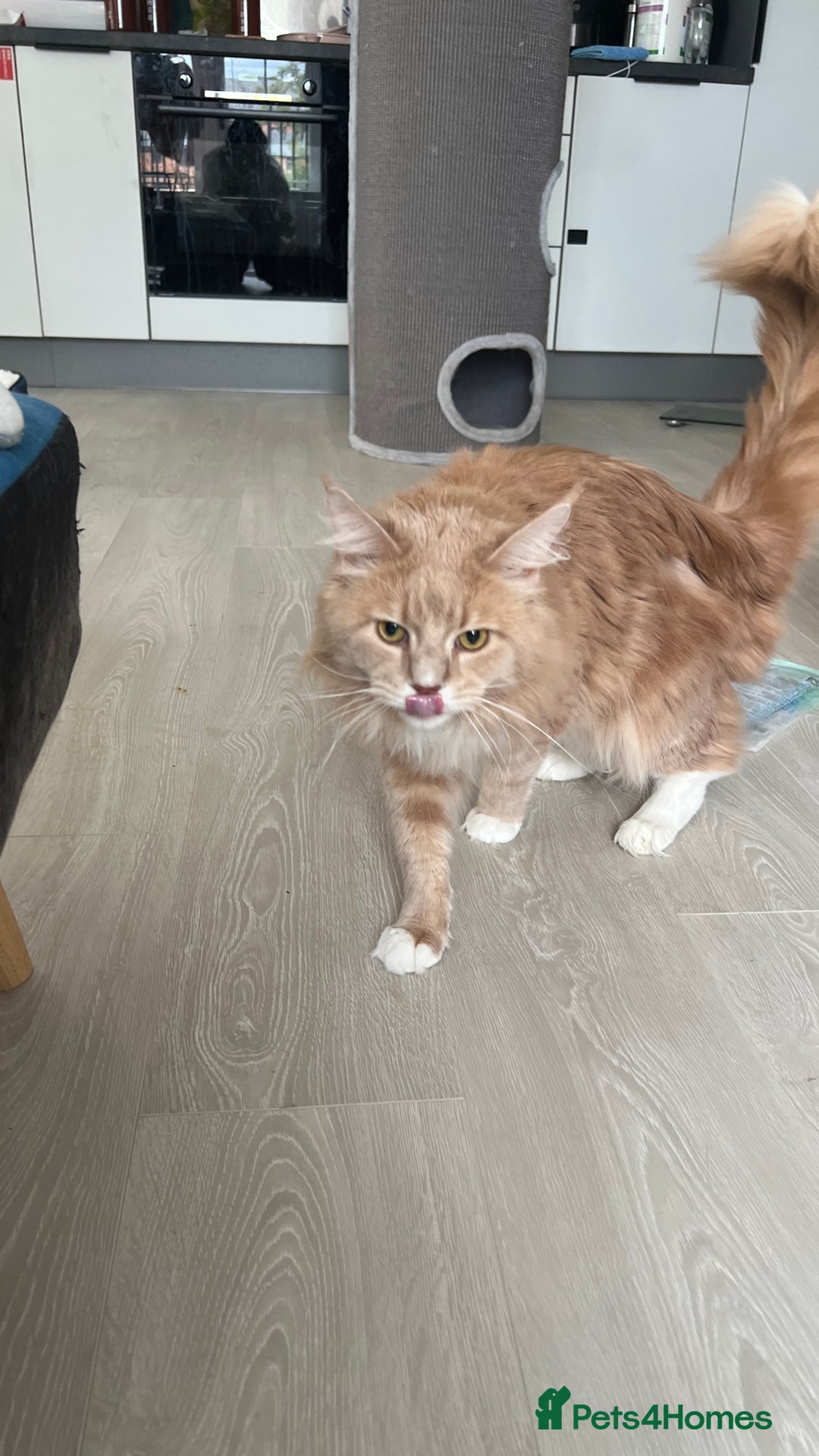 Maine Coon cats for sale: Ginger Maincoon Male for rehome - Image 4