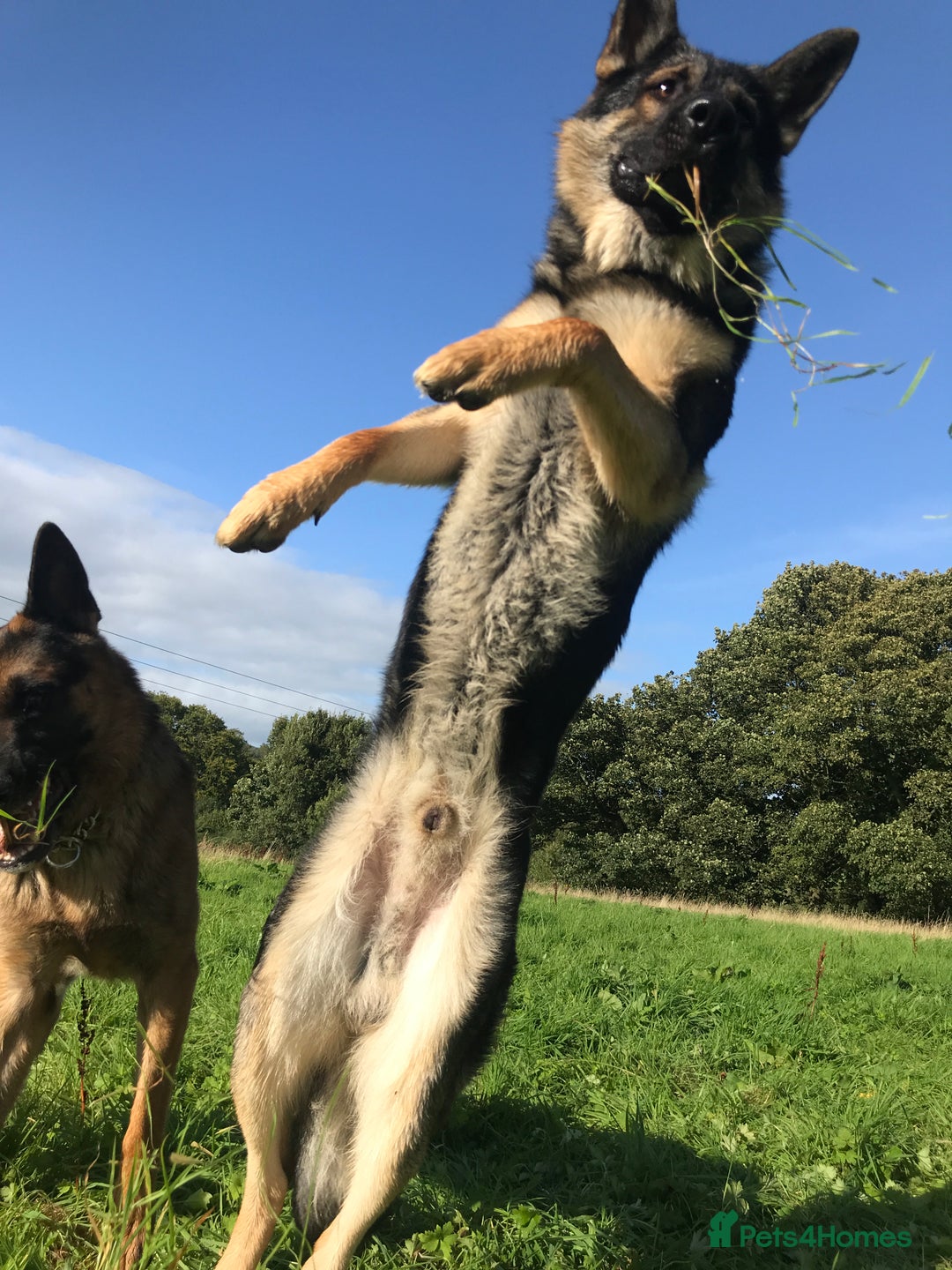 German Shepherd dogs for stud: Midas, straight back strong GSD - Image 3