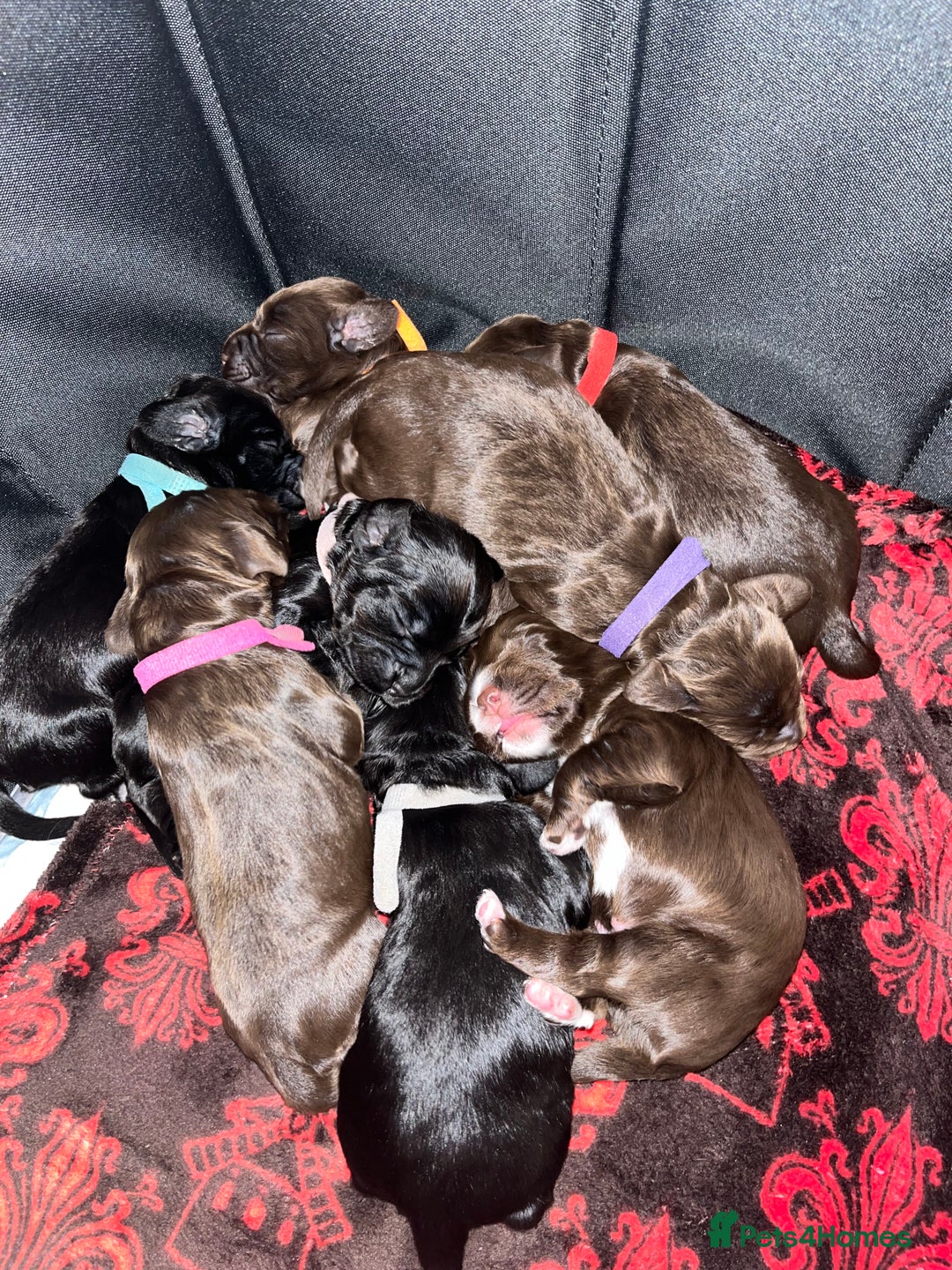Cocker Spaniel dogs for sale: Cocker spaniels 🐶  - Advert 17