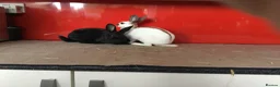 English Spot rabbits for sale: English Rabbits for sale  - Advert 7
