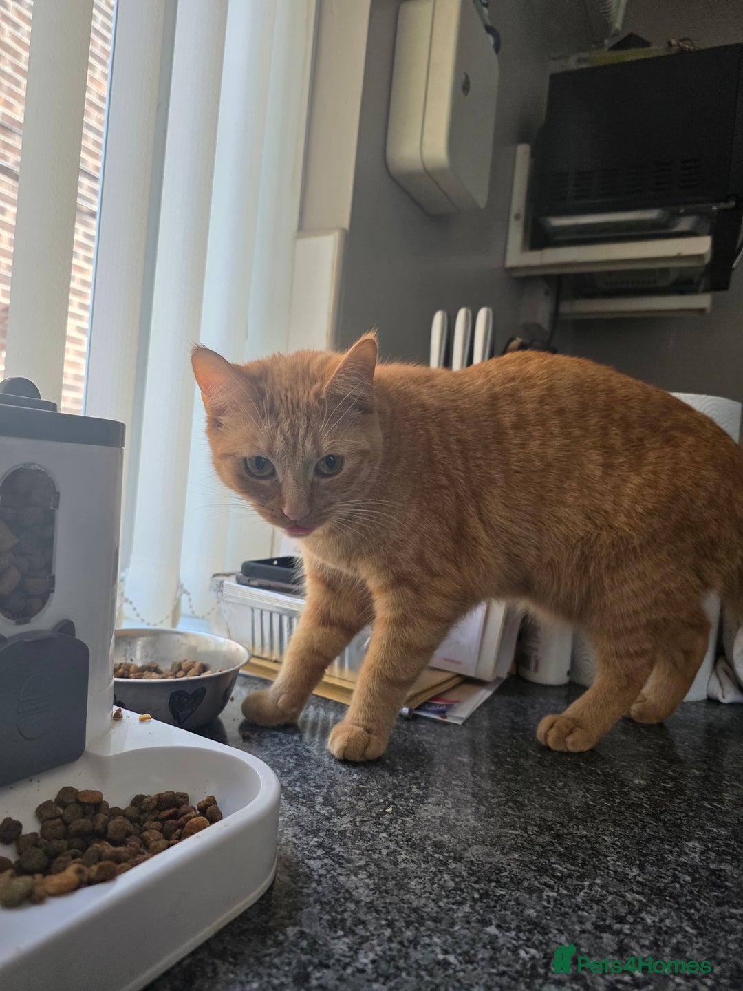 Mixed Breed cats for sale: 2 x female ginger cats - Image 2