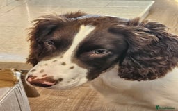 English Springer Spaniel dogs for sale: Springer spaniel  - Image 7