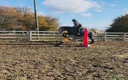 Hungarian warmblood horses for sale: Super 7 yr old mare (Hungarian import) - Image 11