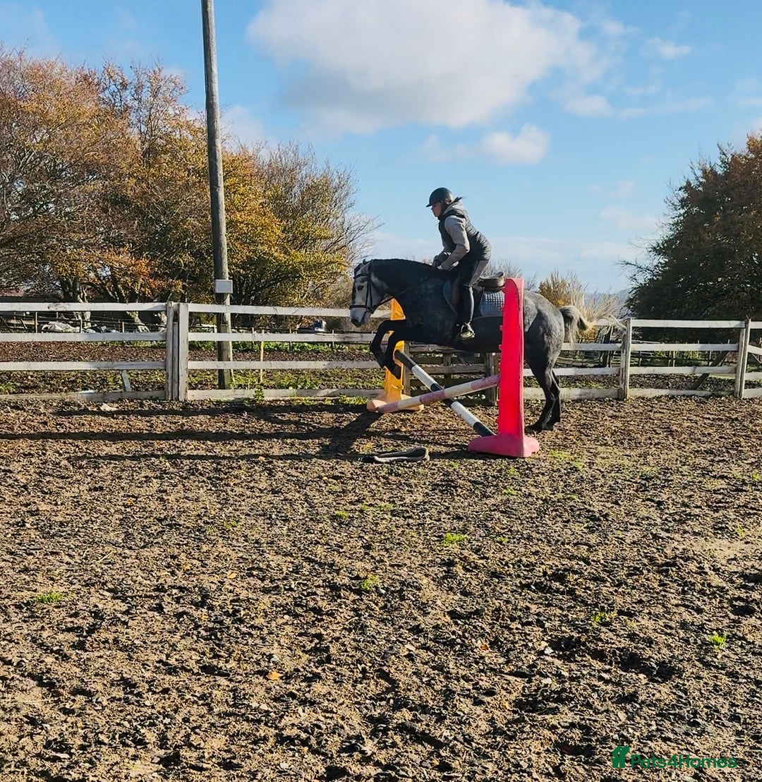 Hungarian warmblood horses for sale: Super 7 yr old mare (Hungarian import) - Image 11
