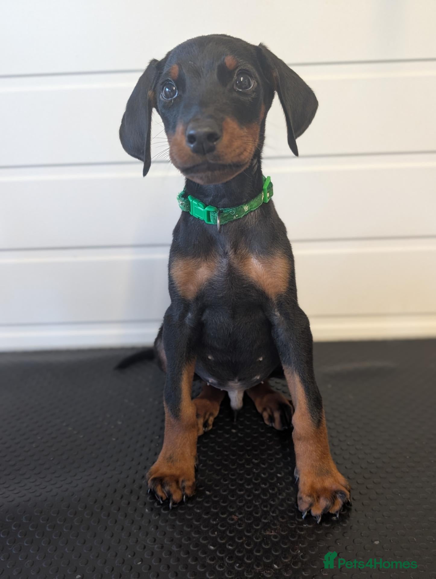 Dobermann dogs Last 2 boys doberman puppies -🐾 - Advert 16