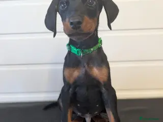 Dobermann dogs Last 2 boys doberman puppies -🐾 - Advert 2