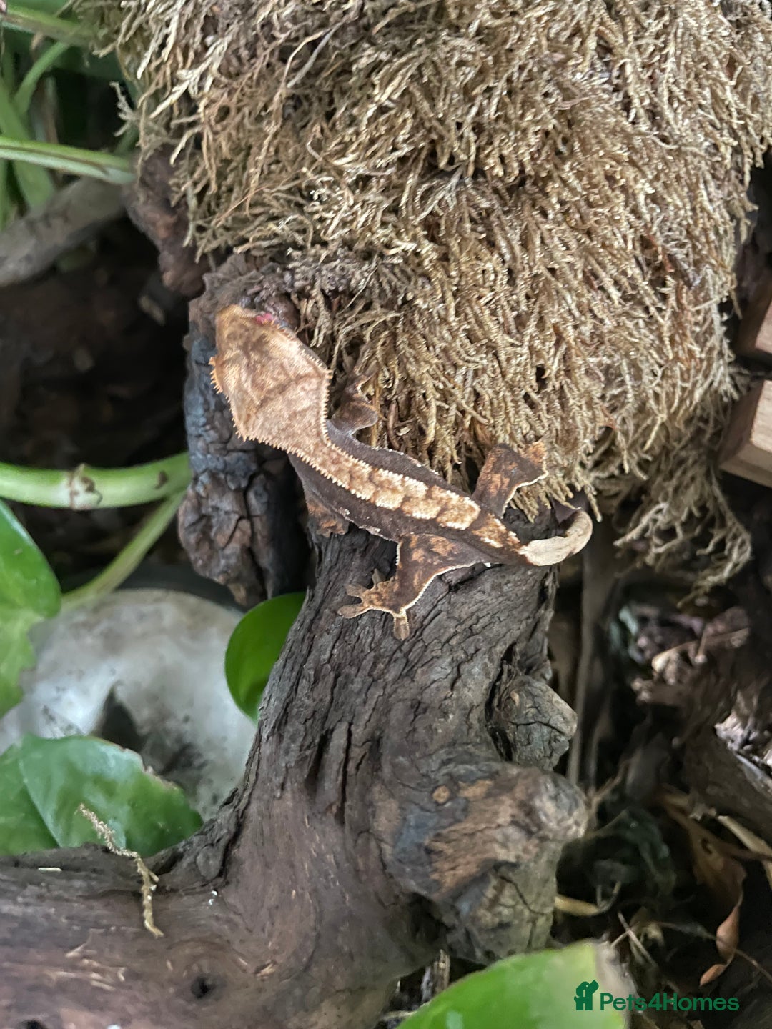 Gecko reptiles for sale: Crested gecko - Image 1