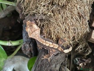 Gecko reptiles - Advert 24