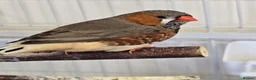 Finches birds for sale: Lovely breeding pair of zebra finches  in South Shields - Advert 4