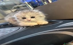 Scottish Fold cats for sale: RARE Triple folded ear Scottish fold kittens  - Image 5