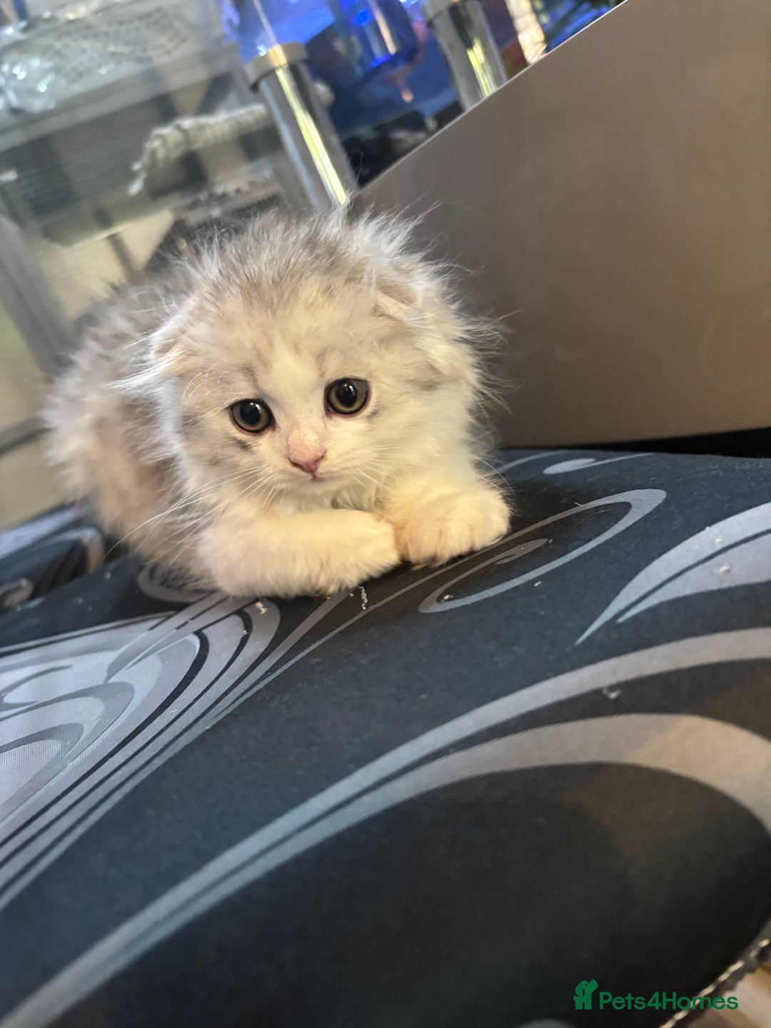 Scottish Fold cats for sale: RARE Triple folded ear Scottish fold kittens  - Image 5