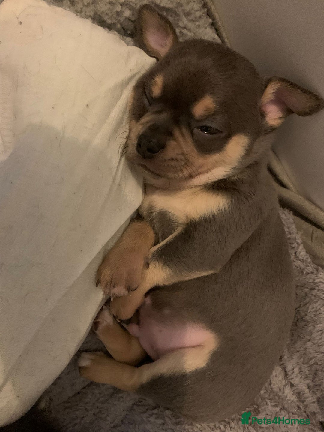 Chihuahua dogs for sale: Beautiful black & blue tri chihuahua puppies  - Advert 14