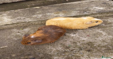 Guinea Pig rodents - Advert 3
