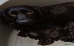 Cocker Spaniel dogs for sale: WORKING COCKER SPANIEL PUPPIES–EXCELLENT PEDIGREE - Image 6