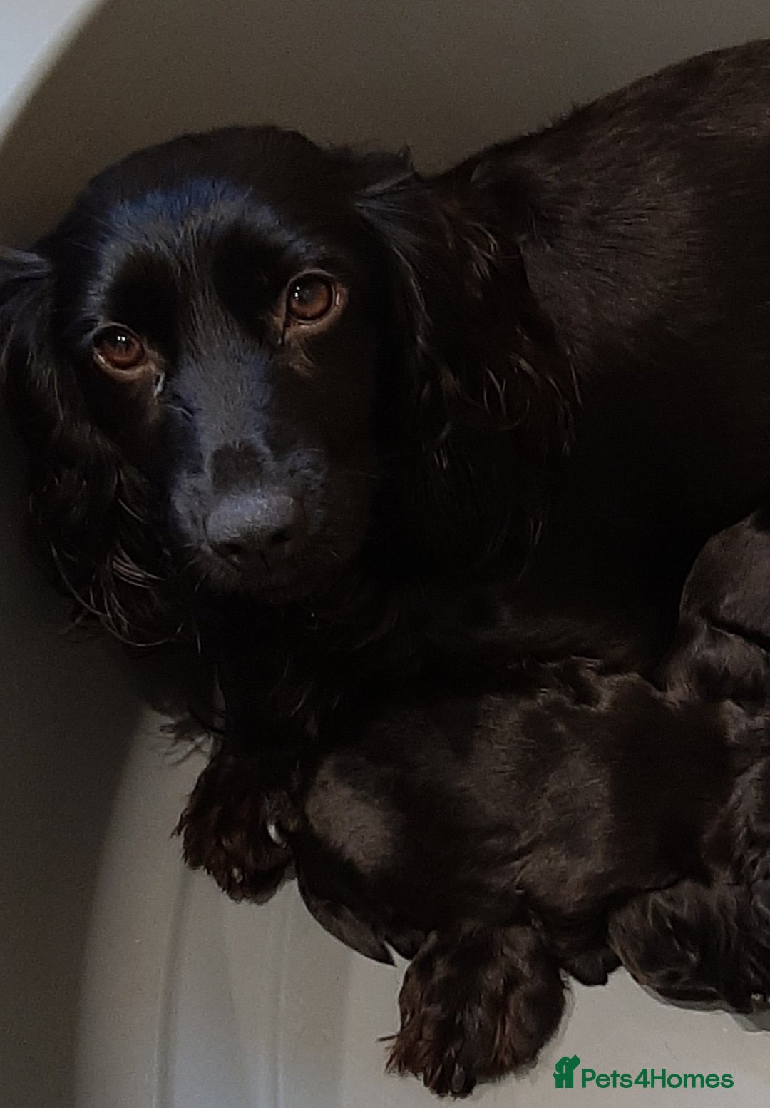 Cocker Spaniel dogs for sale: WORKING COCKER SPANIEL PUPPIES–EXCELLENT PEDIGREE - Image 6