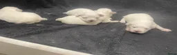 Maltese dogs for sale: 4 Maltese Puppies - Advert 7