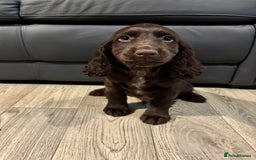 Cocker Spaniel dogs for sale: Cocker Spaniel Puppies Ready Now - Image 6