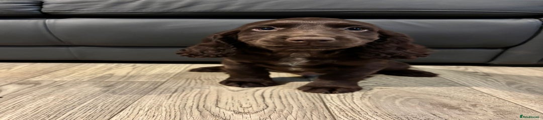 Cocker Spaniel Puppy 1