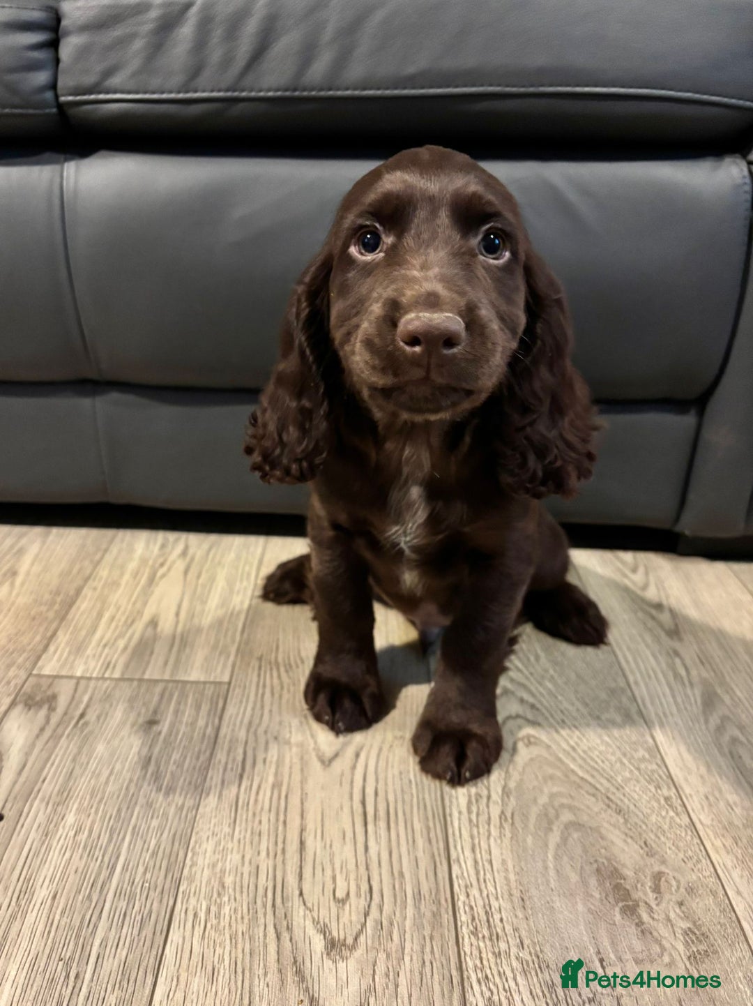 Cocker Spaniel dogs for sale: Cocker Spaniel Puppies Ready Now - Image 6