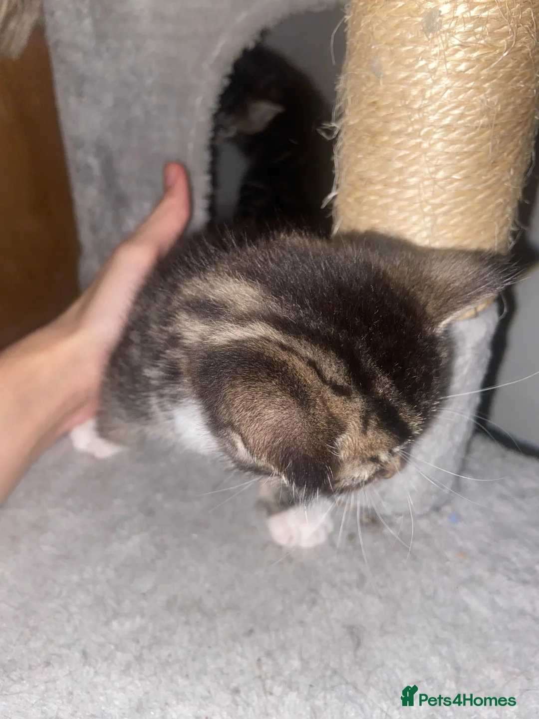 Mixed Breed cats for sale: 4 beautiful kittens   - Advert 14