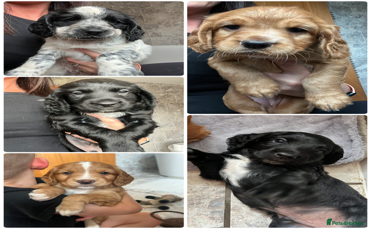 Cocker Spaniel dogs - Advert 1