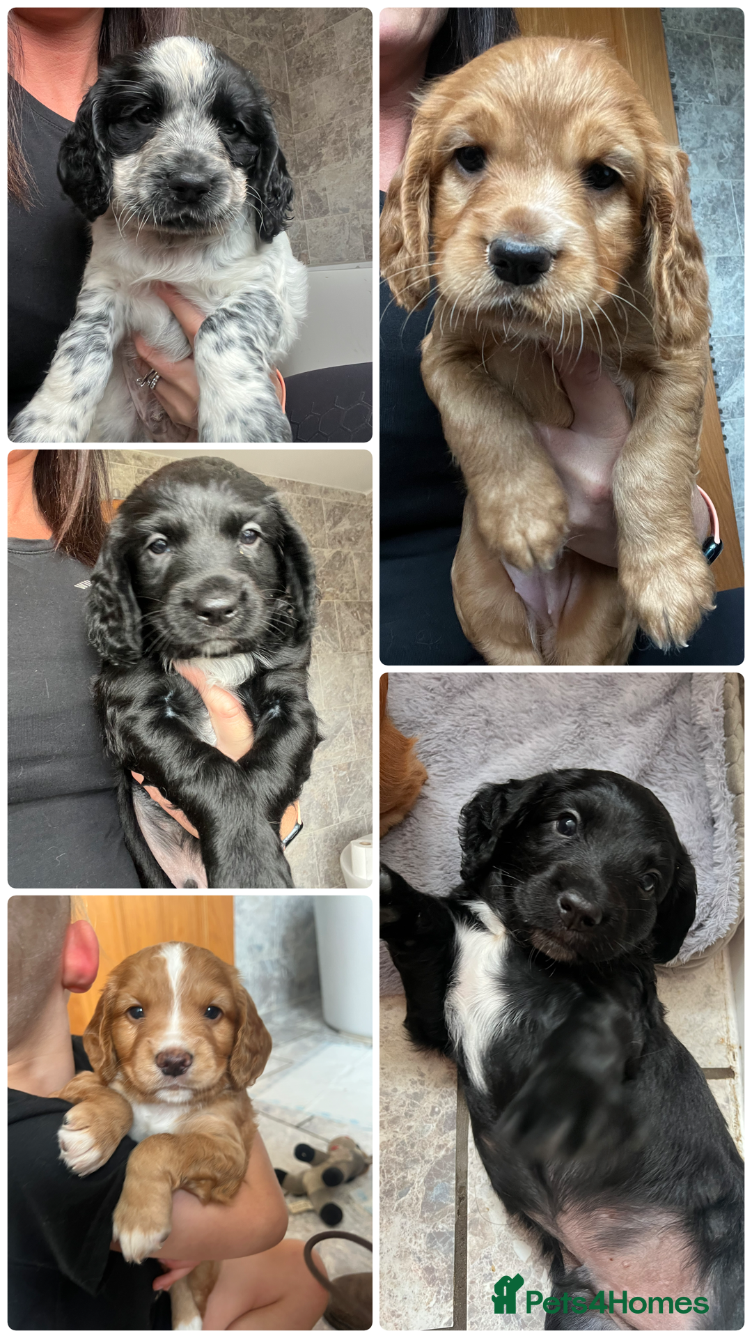 Cocker Spaniel dogs for sale: Beautiful Cocker puppies - Image 1