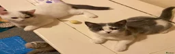 British Shorthair cats for sale: GCCF BSH Kittens Direct Grand Champion Lines  - Advert 2