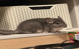 Chinchilla rodents for sale: Two male chins + oxbow food-£340 for it all - Image 2
