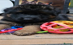 German Shepherd dogs for sale: BOTH PARENTS ARE ALL DNA TESTS CLEAR  - Image 6