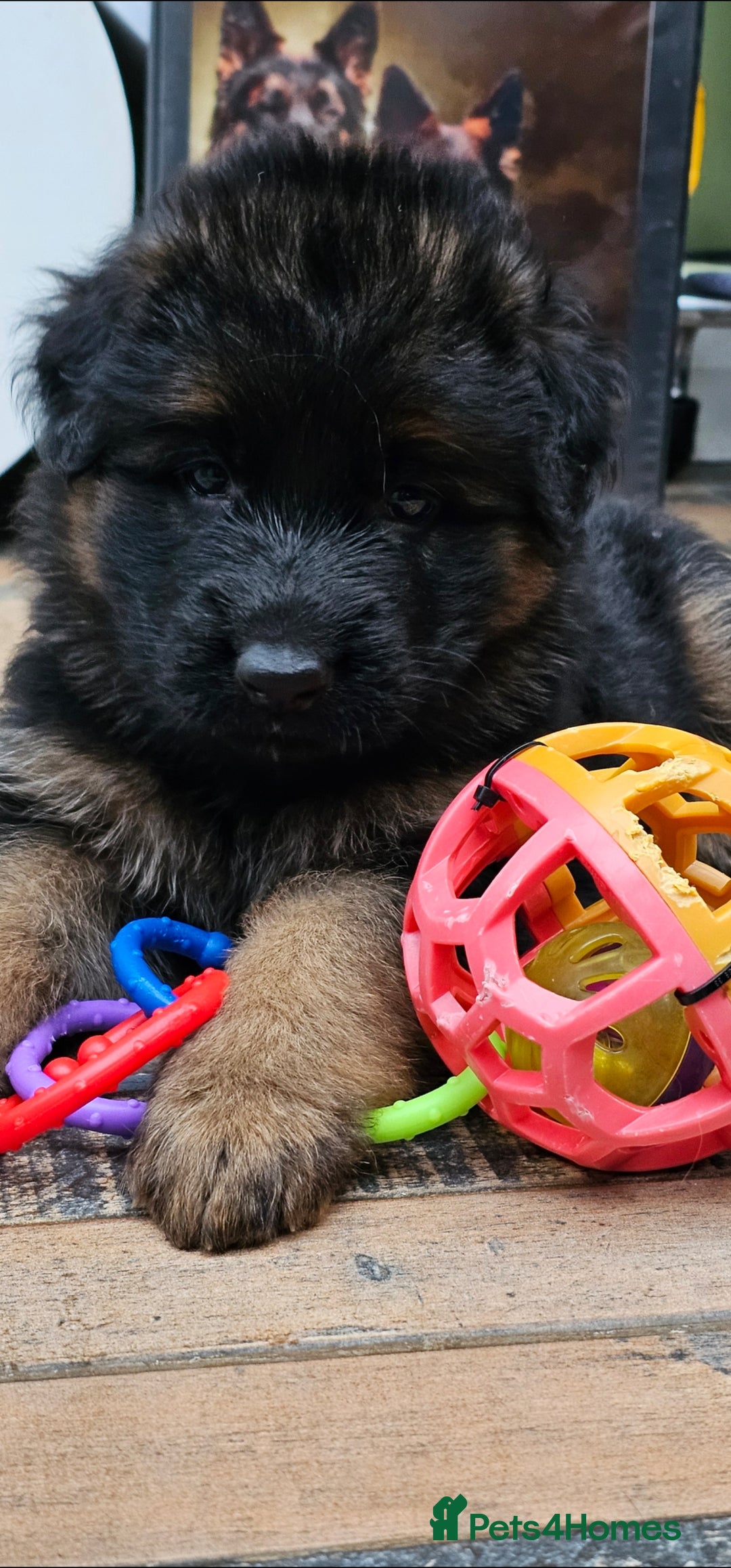 German Shepherd dogs for sale: BOTH PARENTS ARE ALL DNA TESTS CLEAR  - Image 6