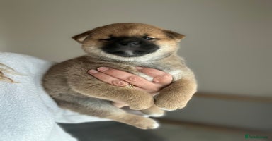 Japanese Shiba Inu dogs - Advert 12