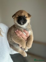 Japanese Shiba Inu dogs - Advert 7