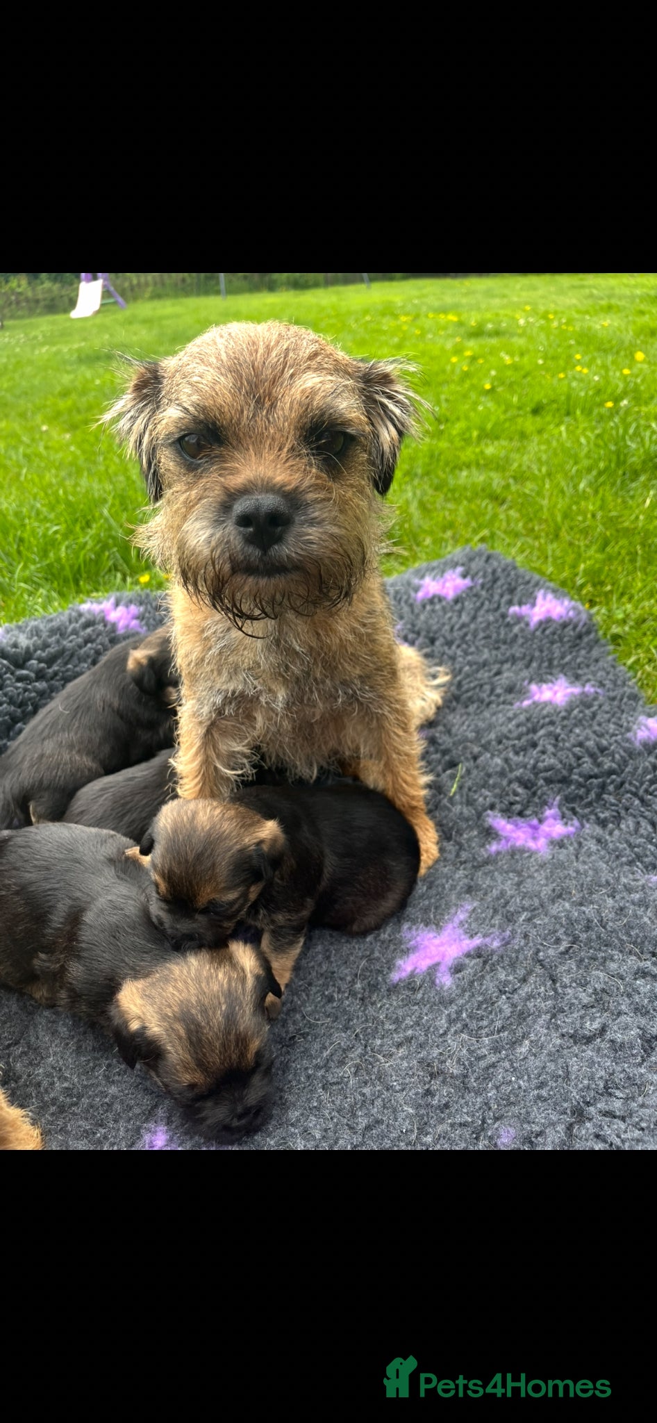 Border Terrier dogs Loving little border terriers(KC registered) - Advert 9